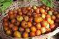 Image from page